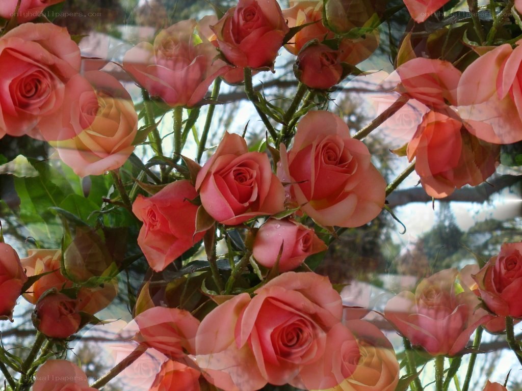 Pink roses in a double exposure