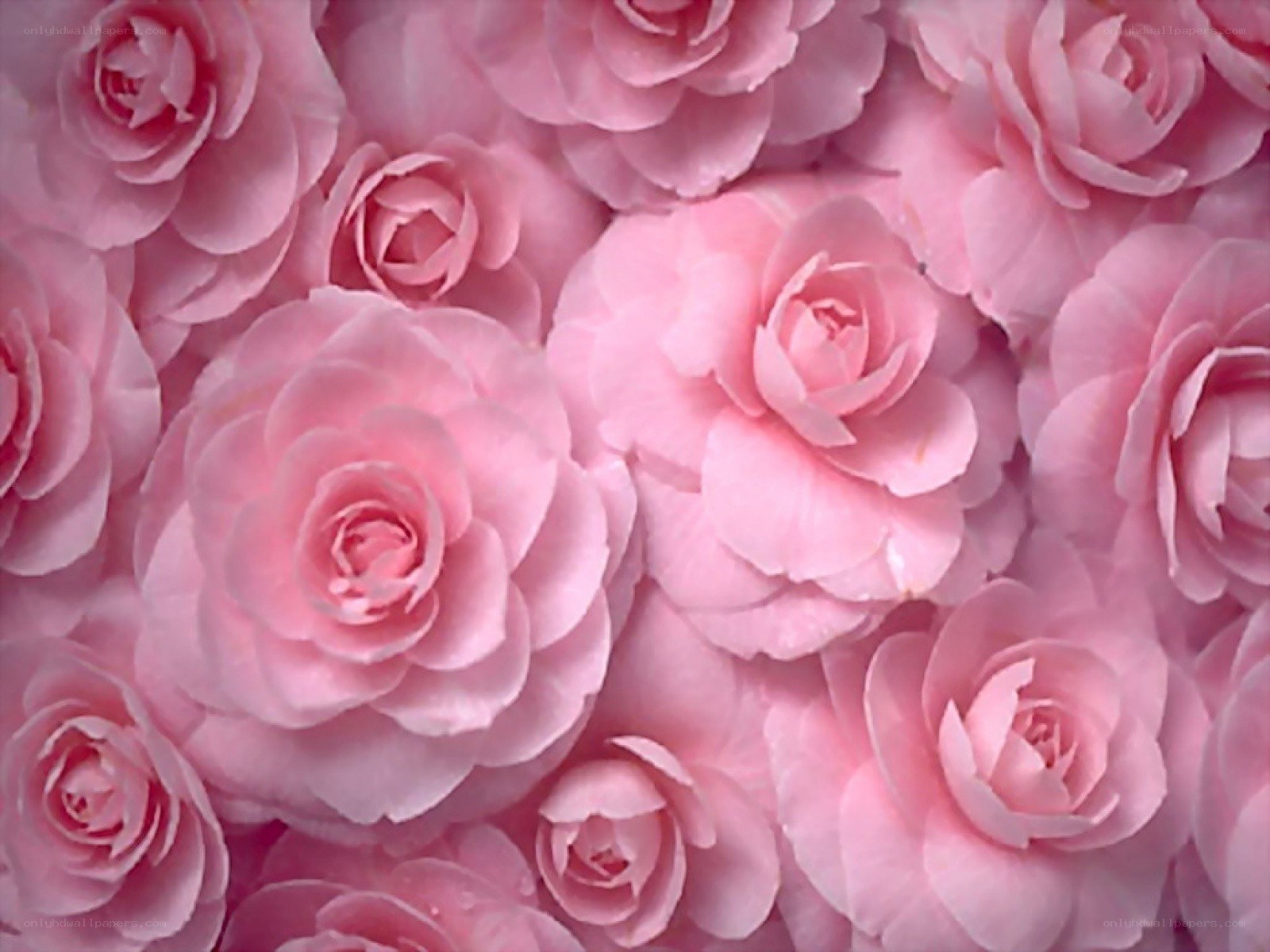 Pink roses in a floral pattern