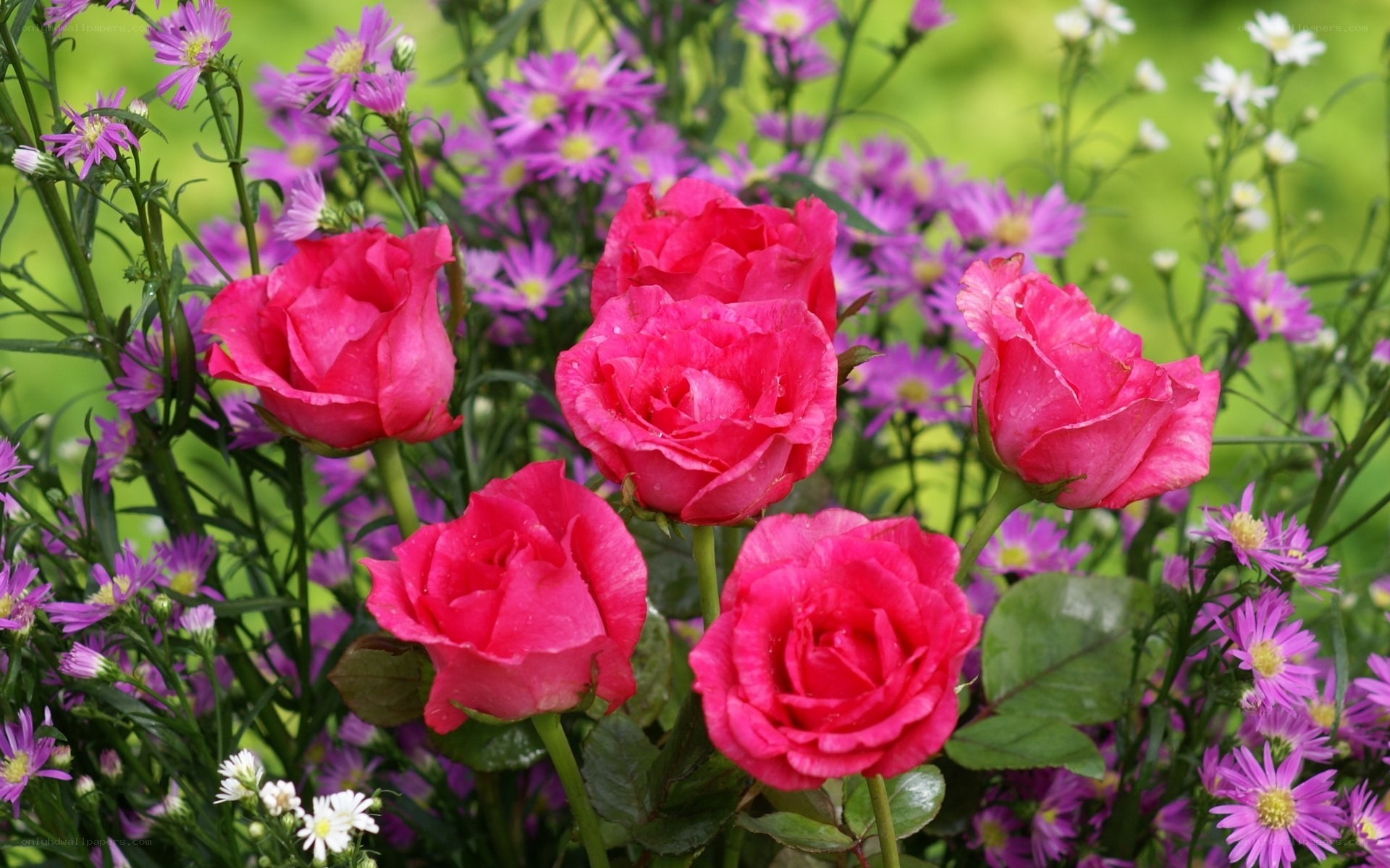 Pink roses in a flower garden