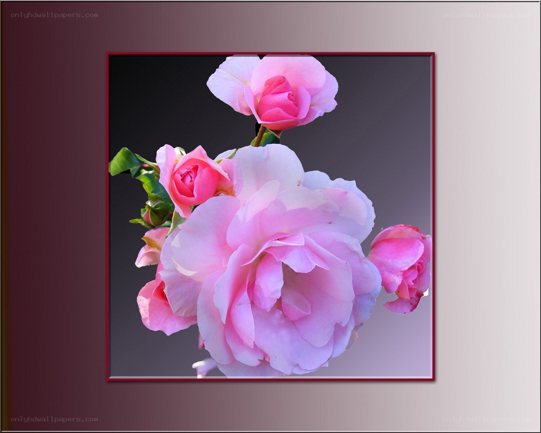 Pink roses in a frame
