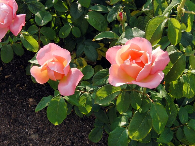 Pink roses in a garden