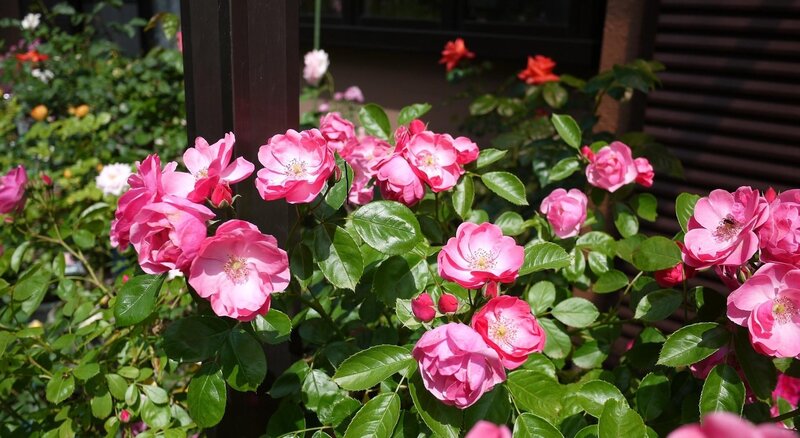 Pink roses in a garden