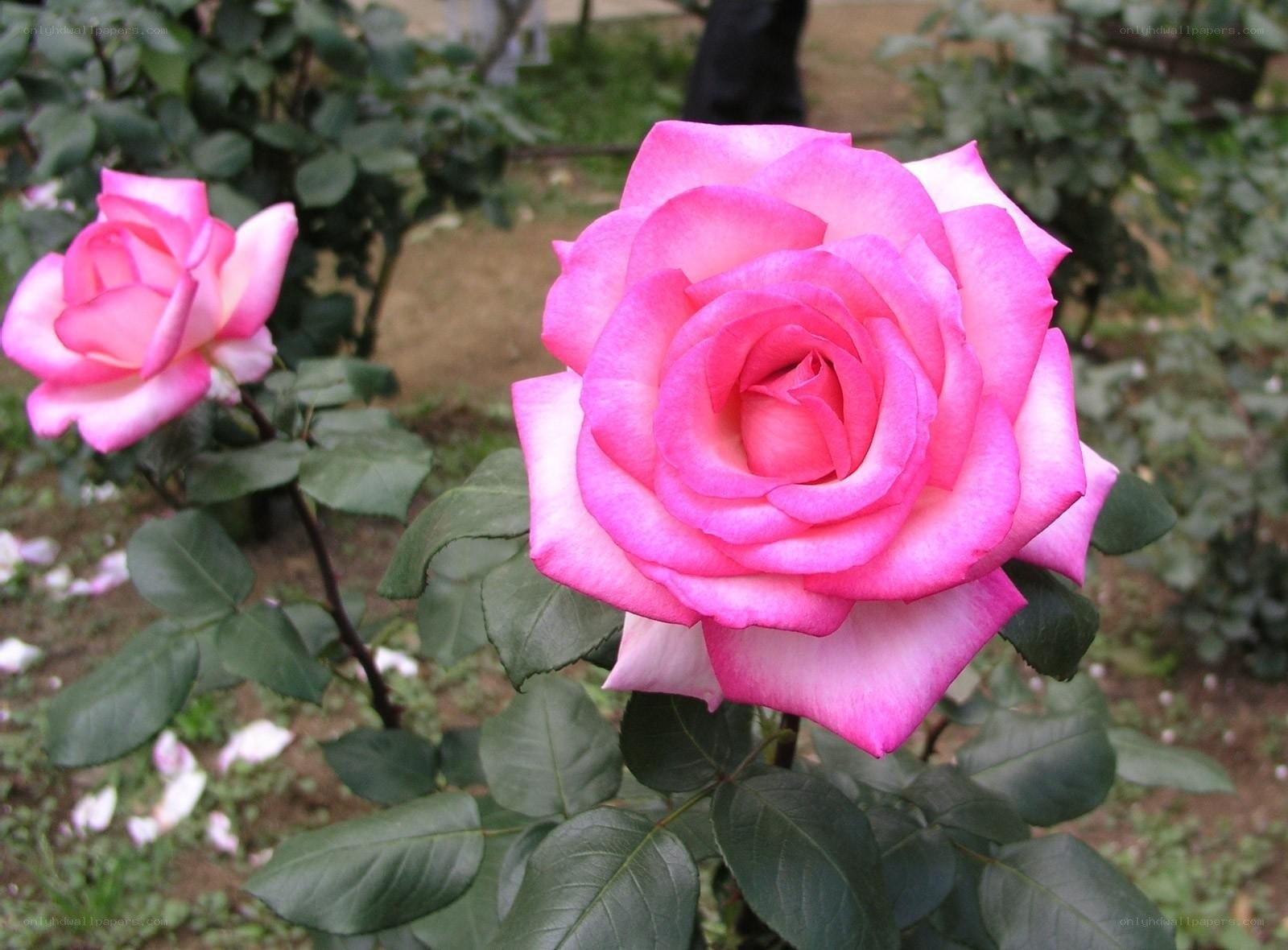 Pink roses in a garden