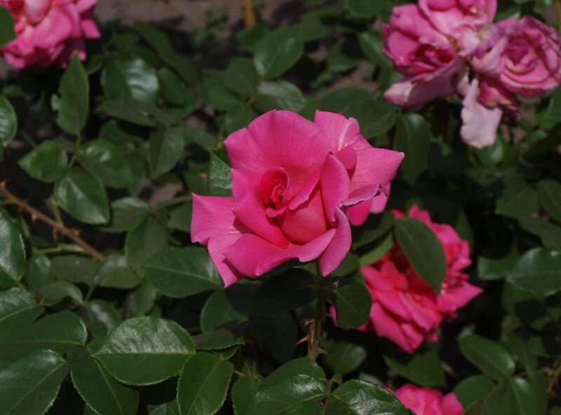 Pink roses in a garden