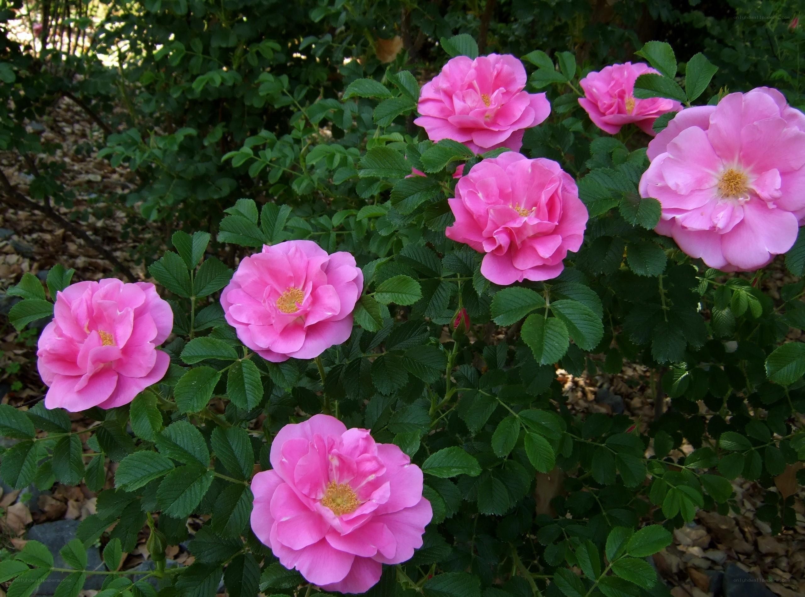 Pink roses in a garden