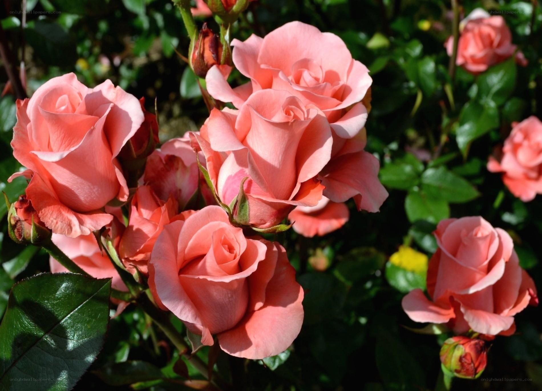 Pink roses in a garden