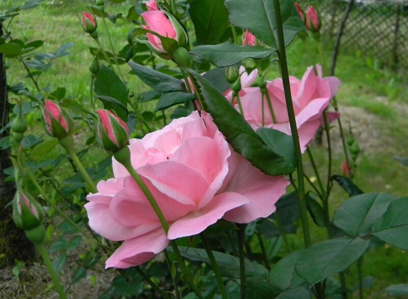 Pink roses in a garden
