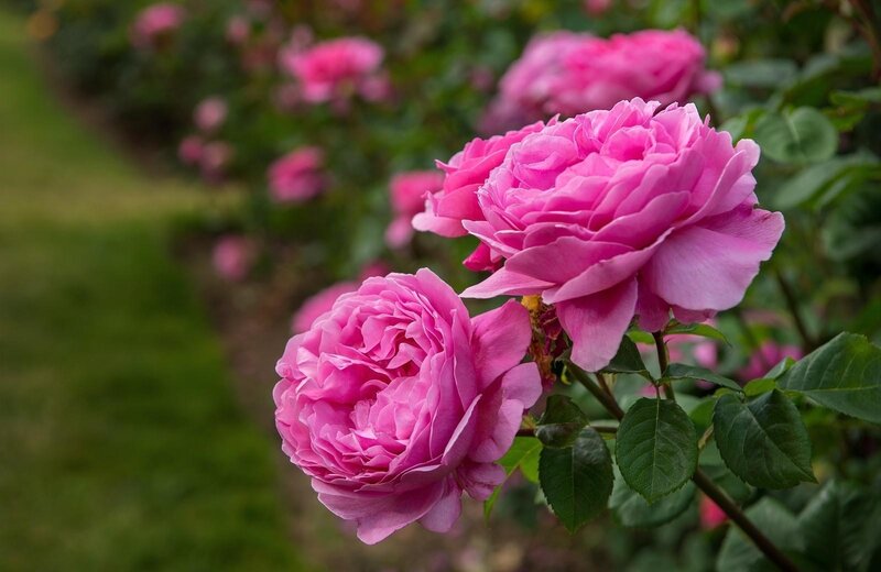 Pink roses in a garden