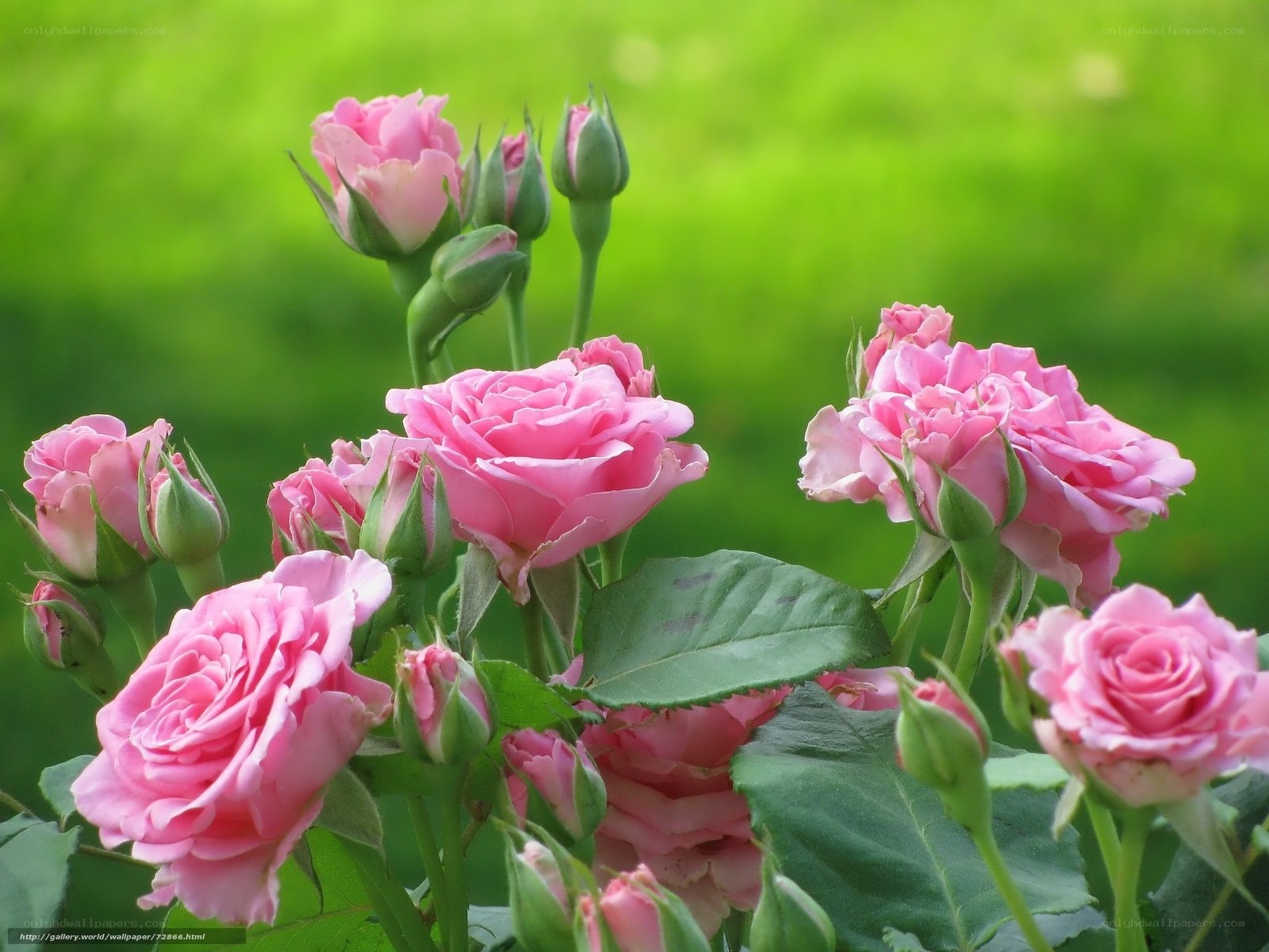 Pink roses in a garden