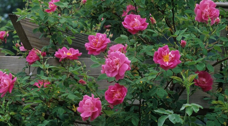 Pink roses in a garden