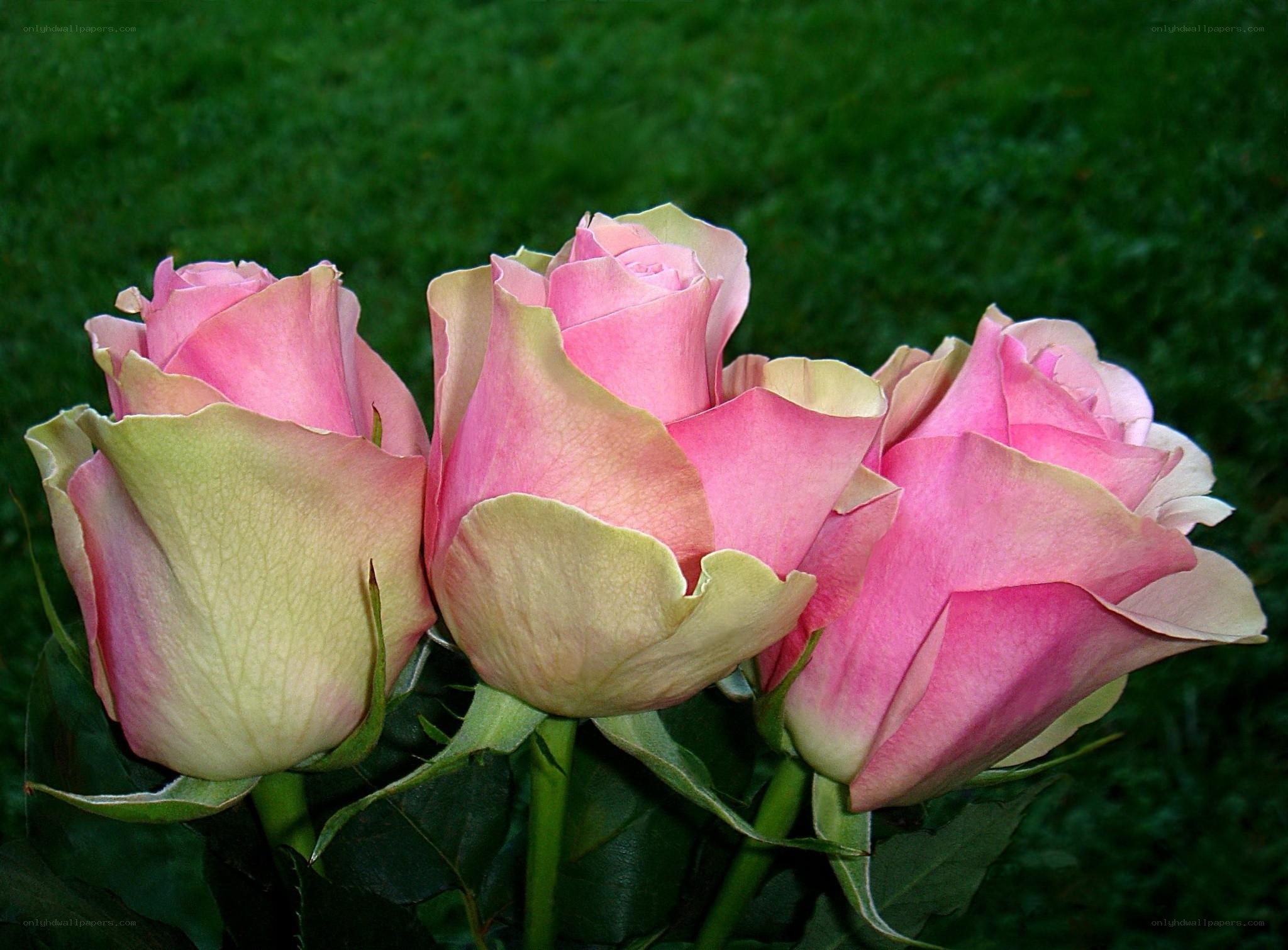 Pink roses in a garden