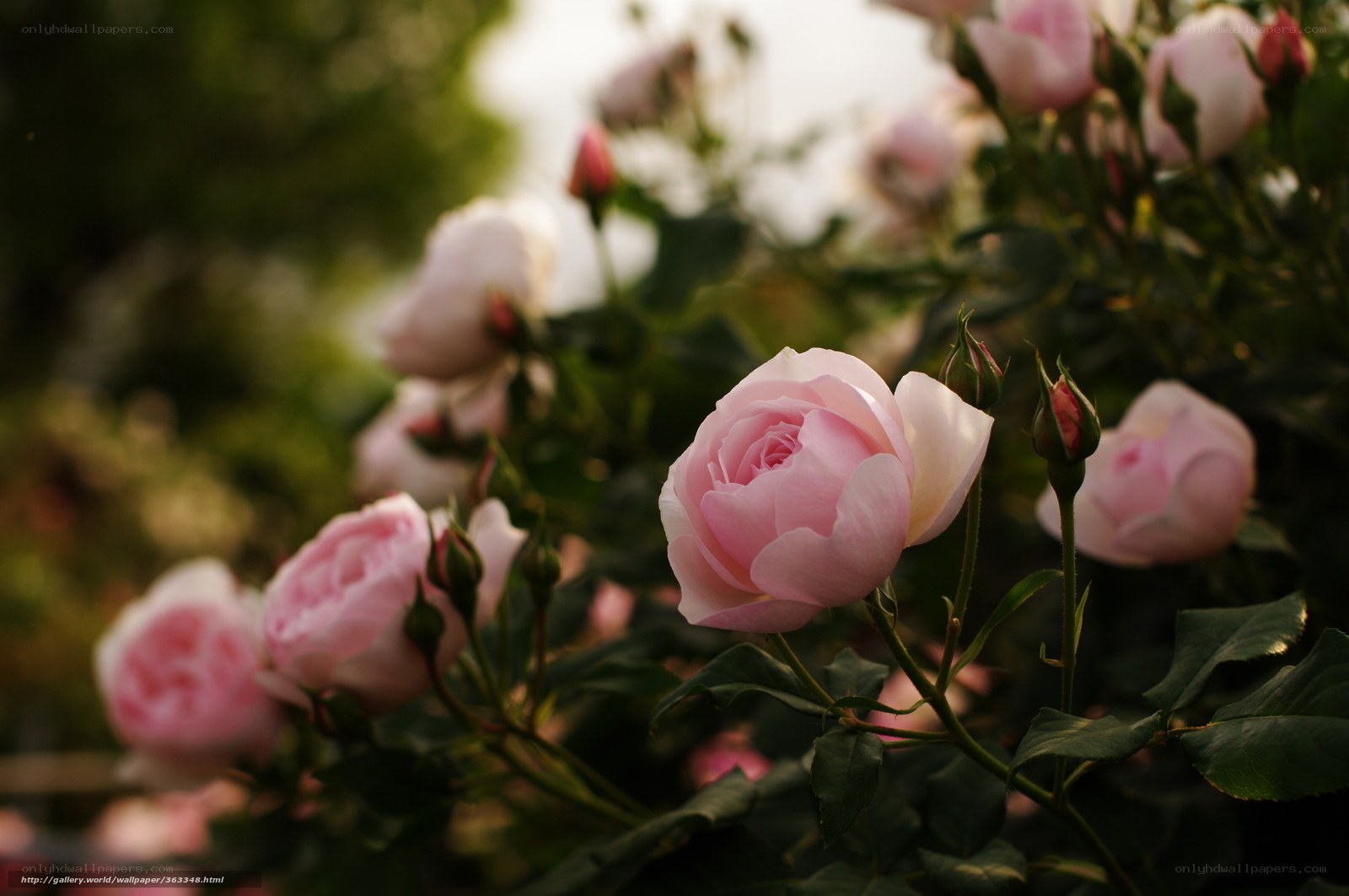 Pink roses in a garden