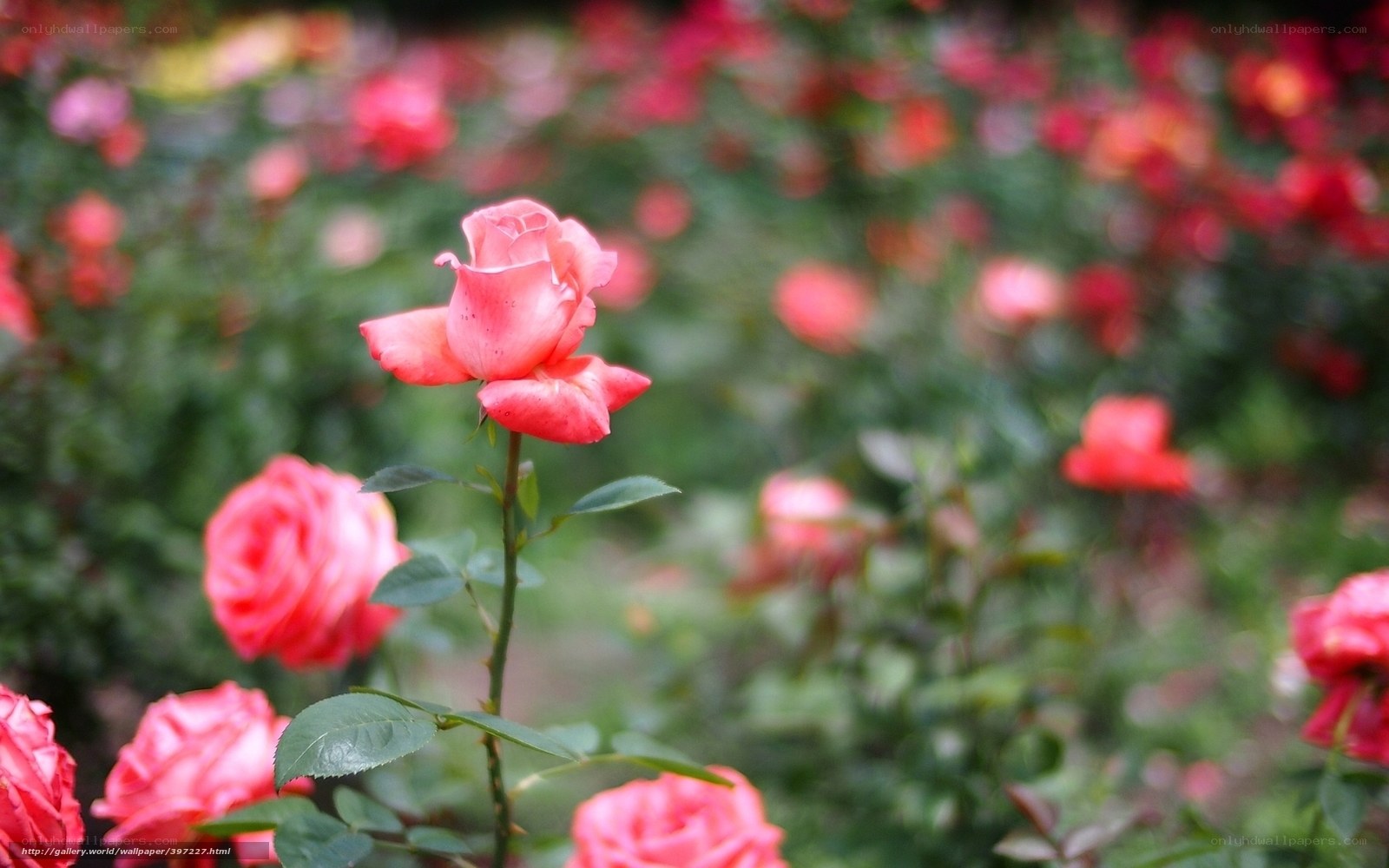 Pink roses in a garden