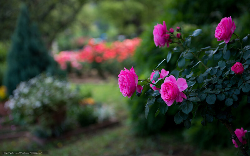 Pink roses in a garden