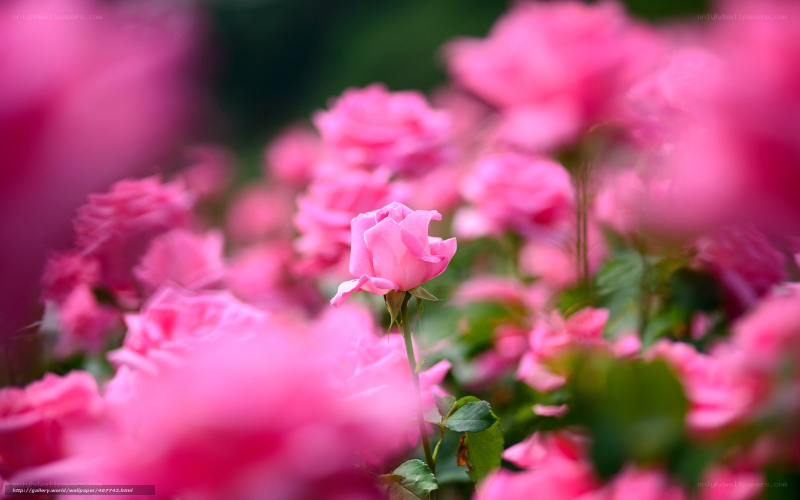 Pink roses in a garden