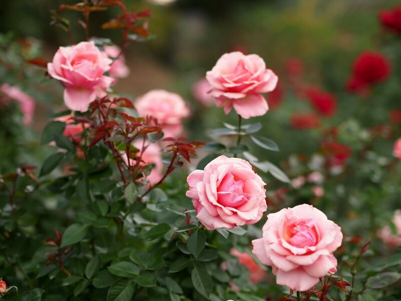 Pink roses in a garden