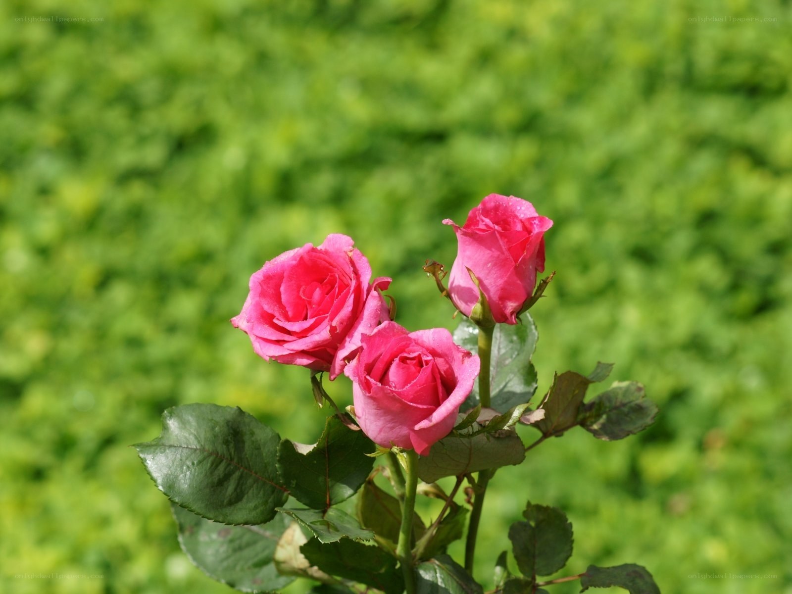 Pink roses in a garden