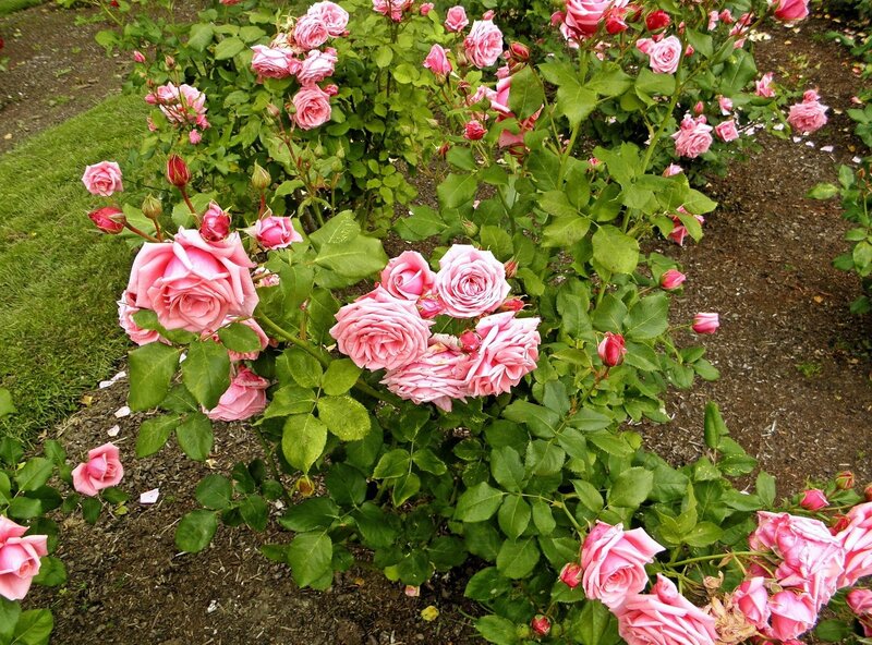 Pink roses in a garden