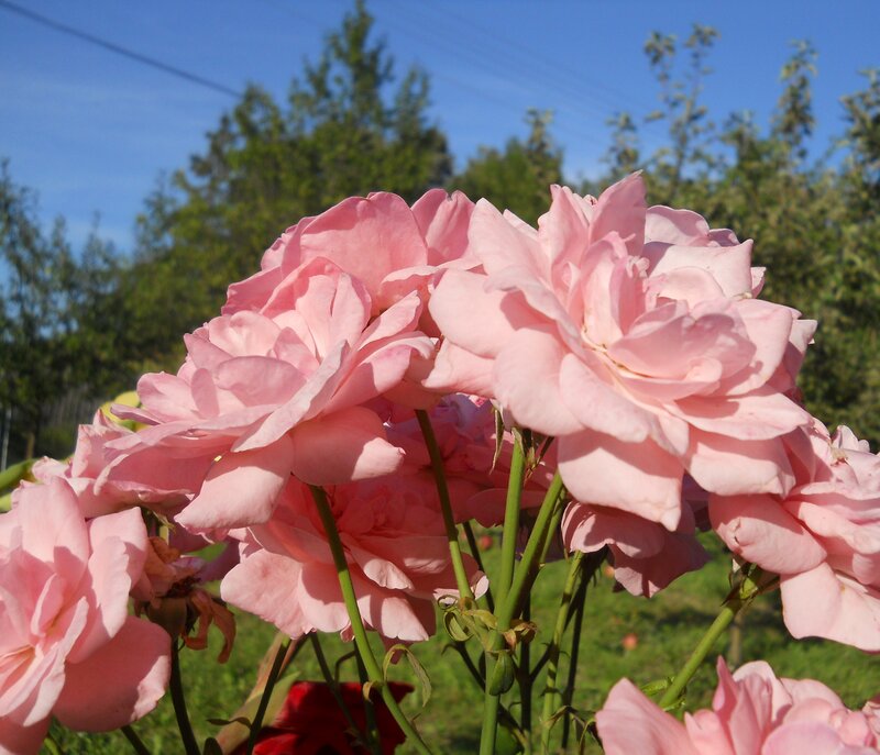 Pink roses in a garden