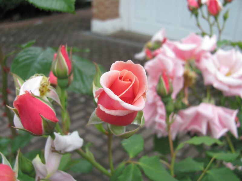 Pink roses in a garden