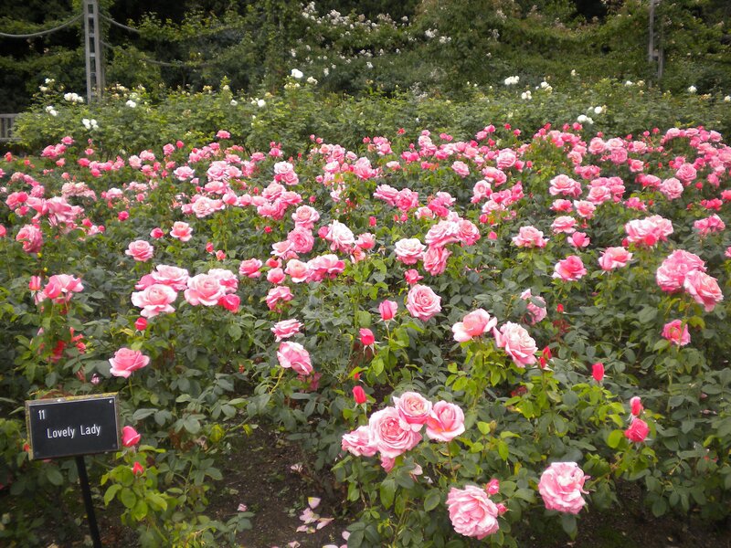 Pink roses in a garden