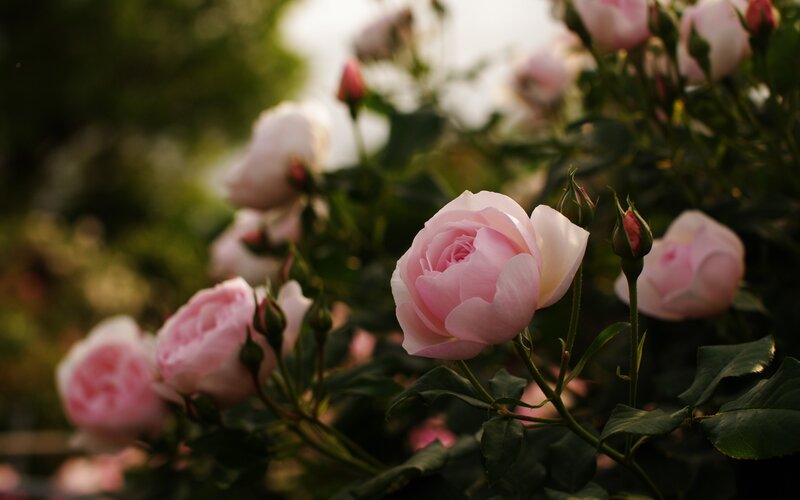Pink roses in a garden