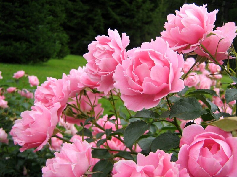 Pink roses in a garden