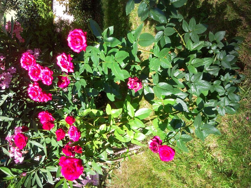 Pink roses in a garden