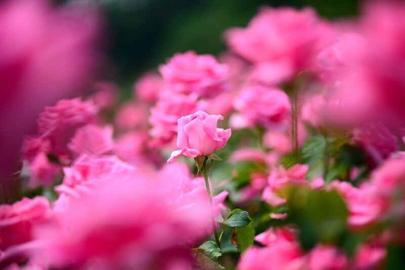 Pink roses in a garden
