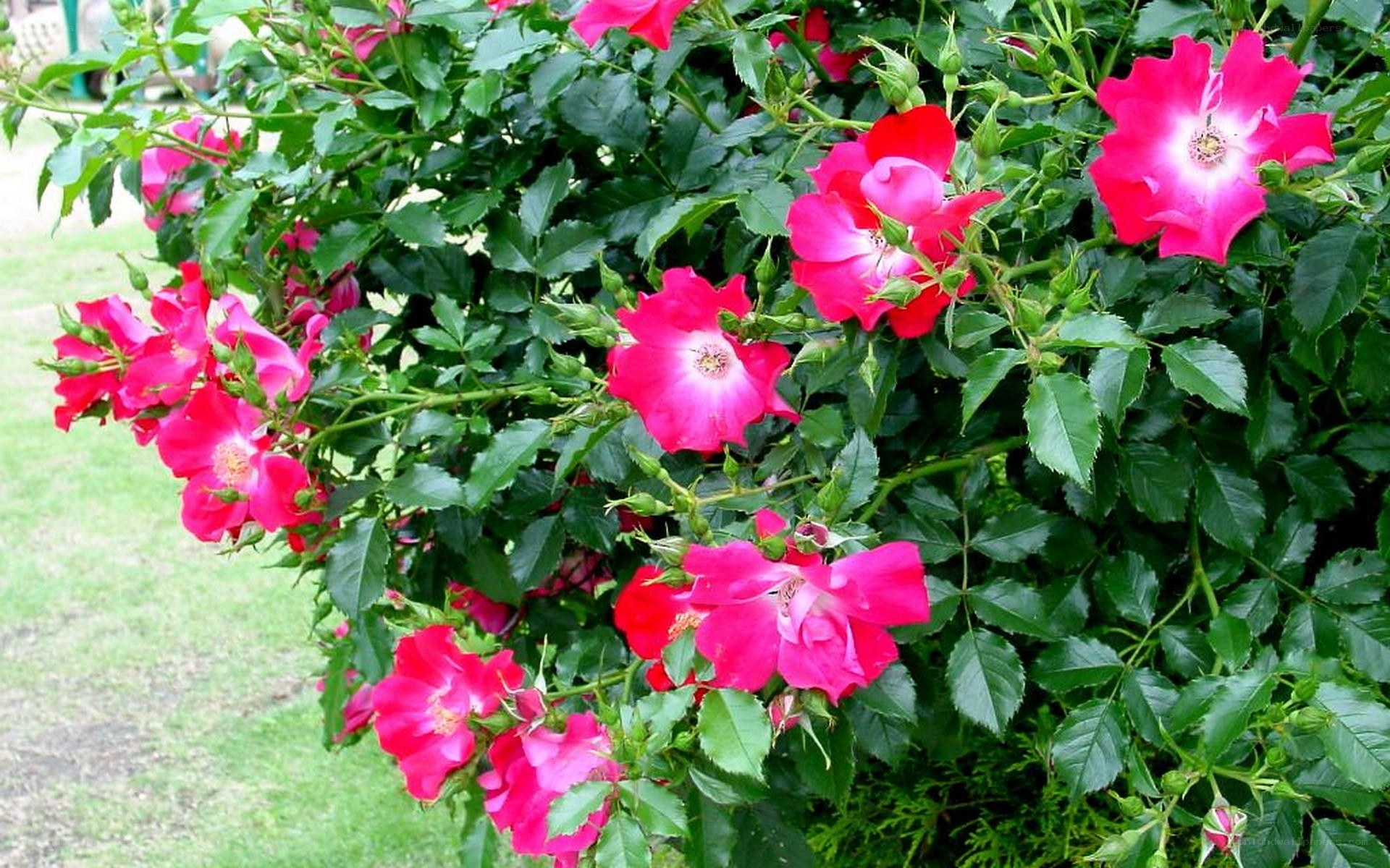 pink roses in a garden