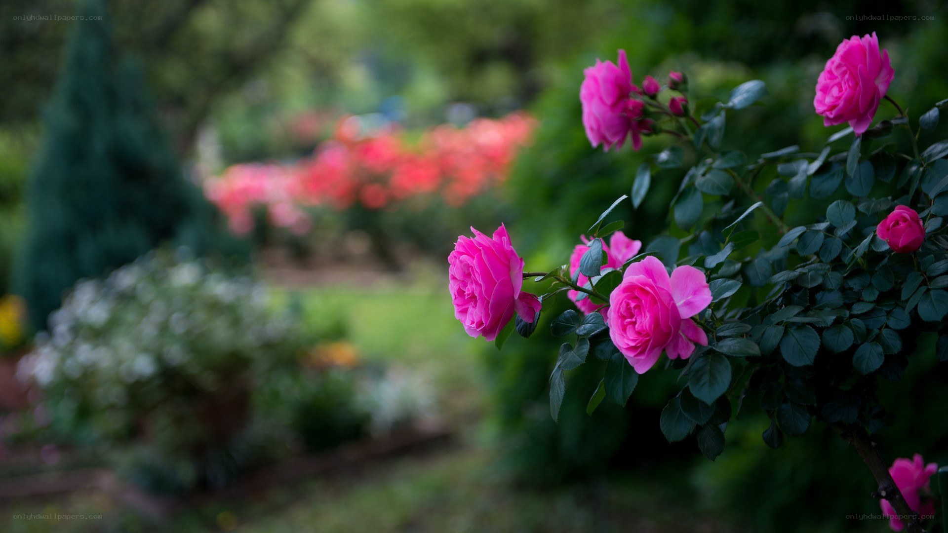 Pink roses in a garden