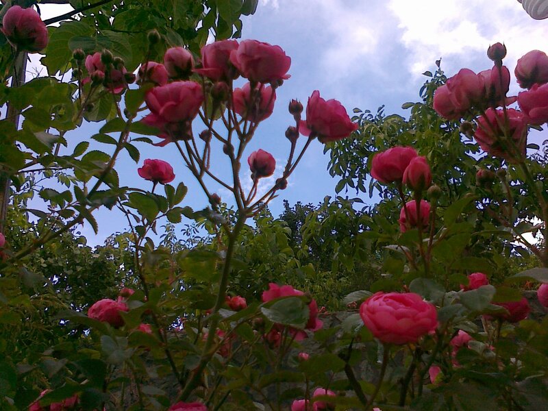 Pink roses in a garden