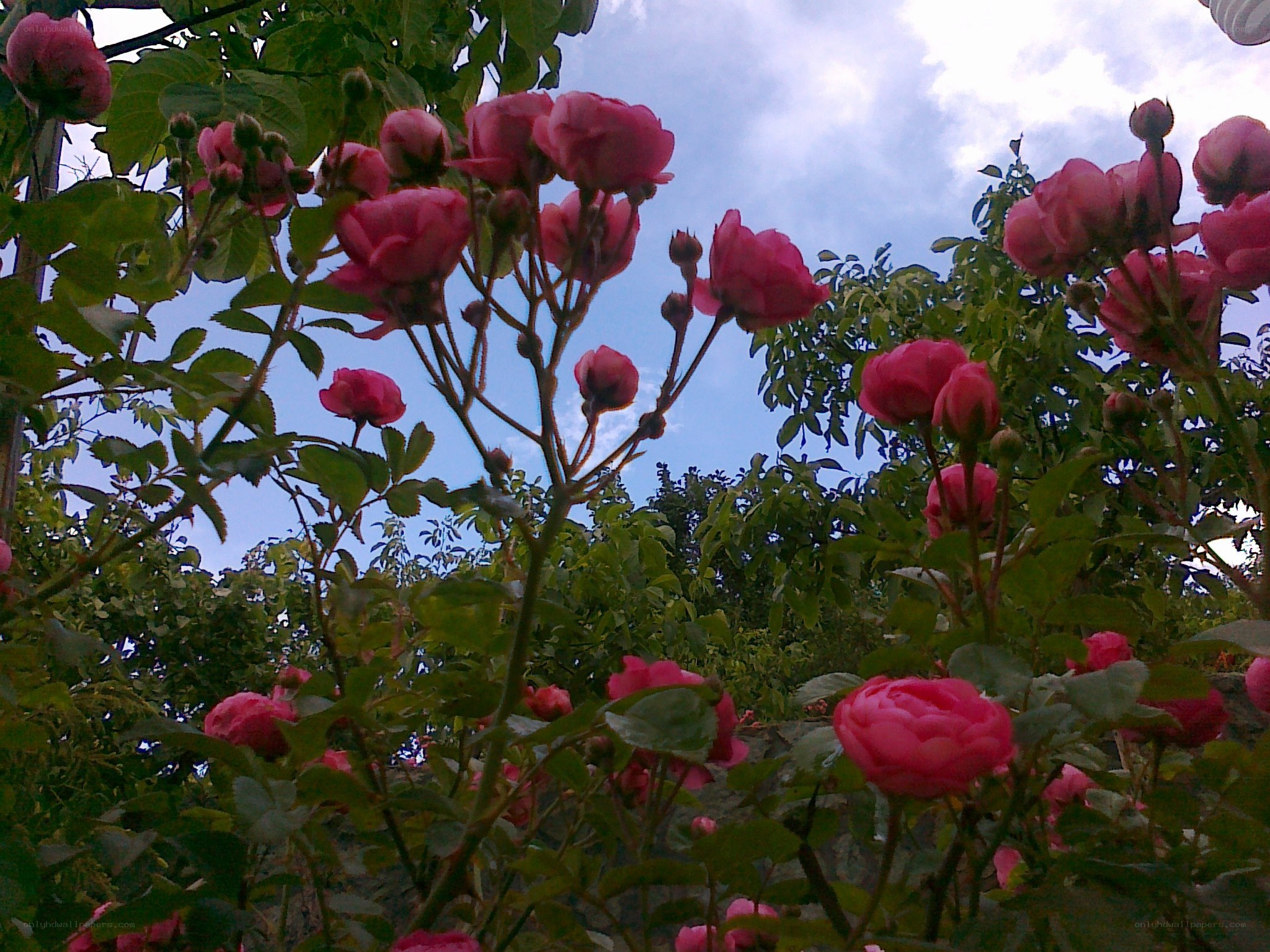 Pink roses in a garden