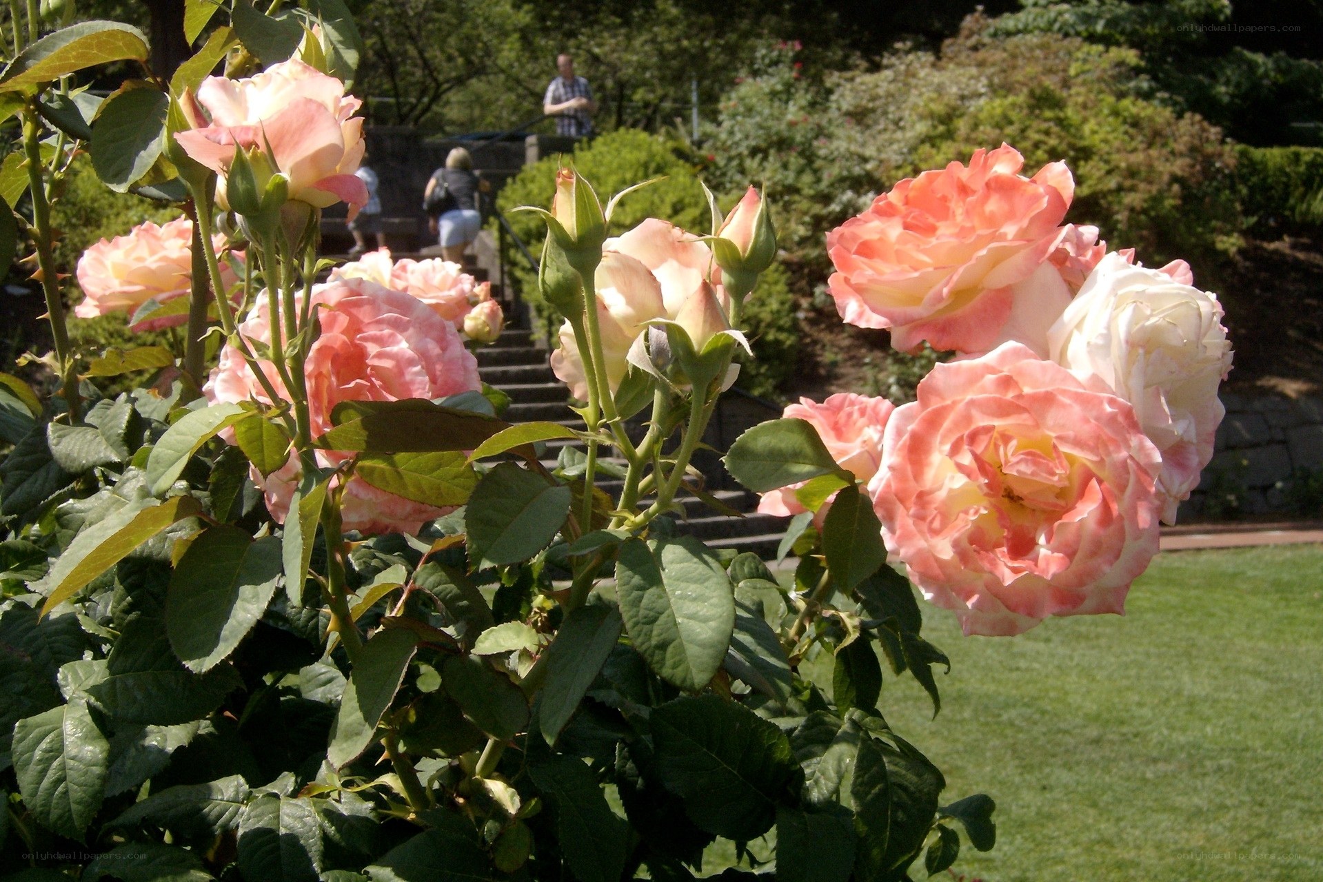 Pink roses in a garden