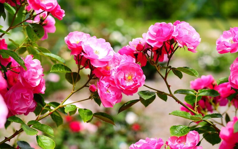 Pink roses in a garden