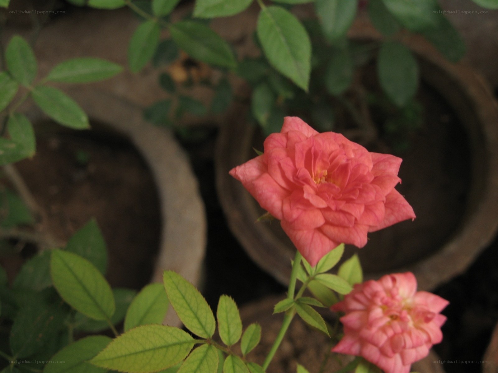 Pink roses in a garden