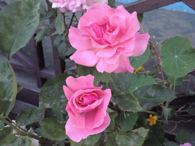 Pink roses in a garden
