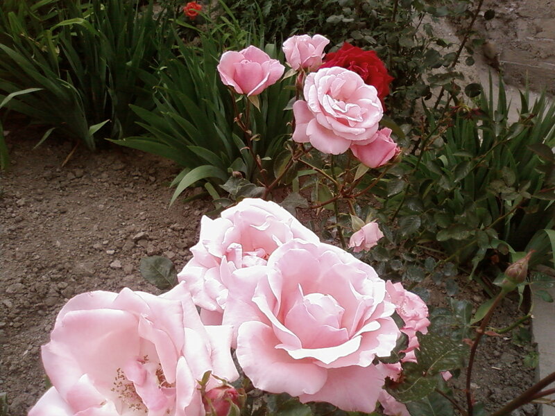 Pink roses in a garden