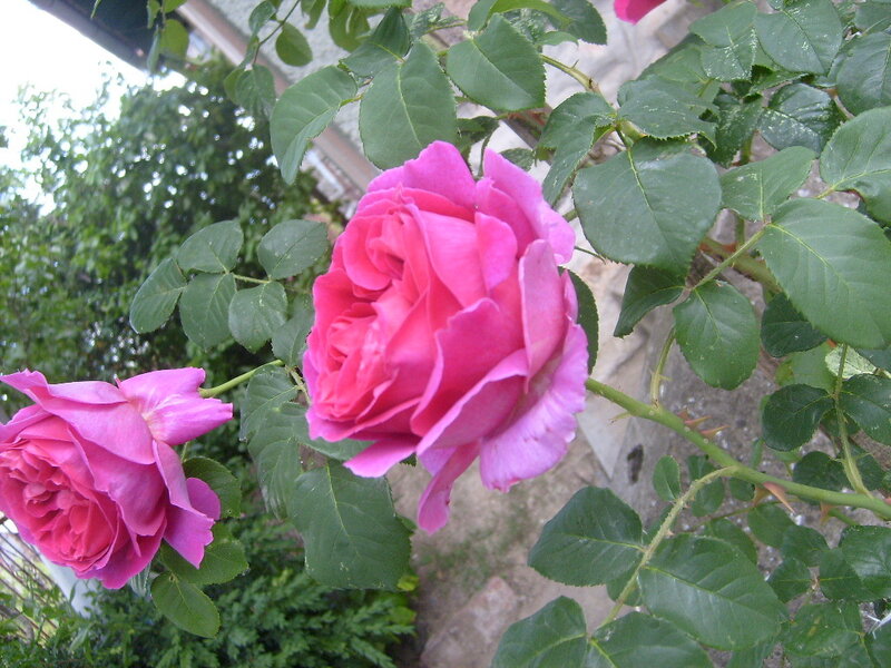 Pink roses in a garden