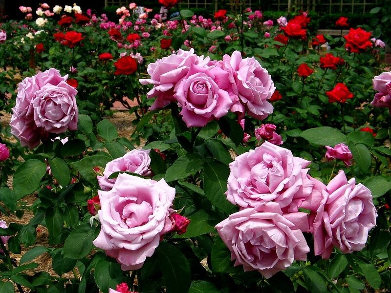 Pink roses in a garden