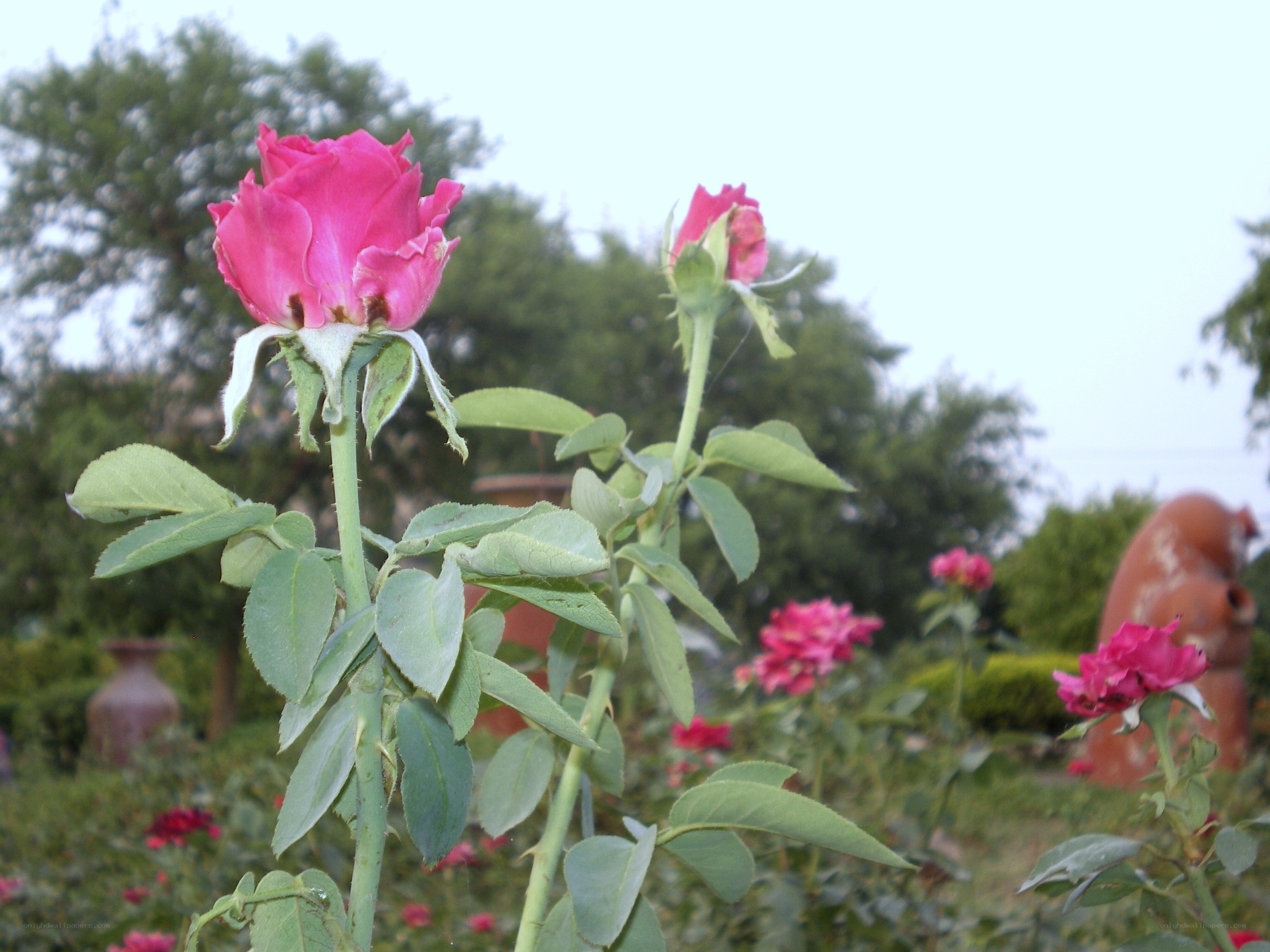 Pink roses in a garden