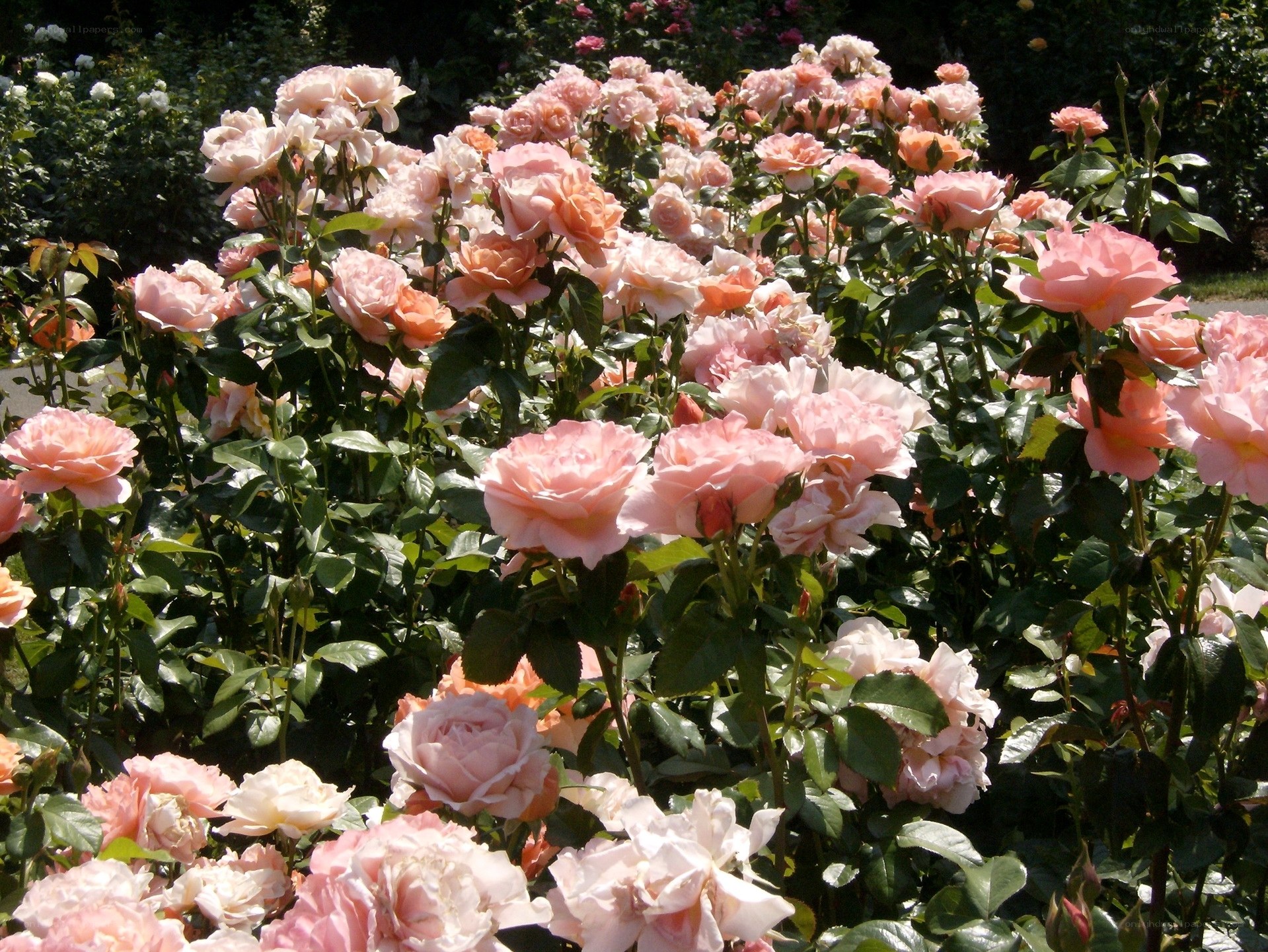 Pink roses in a garden