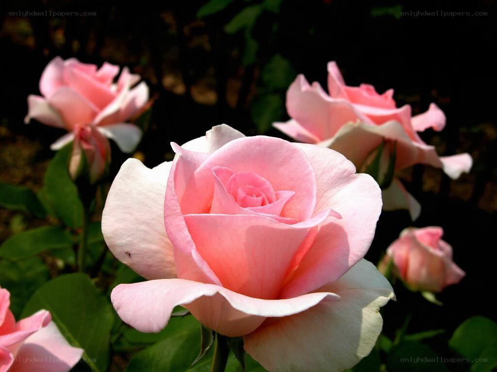 Pink roses in a garden