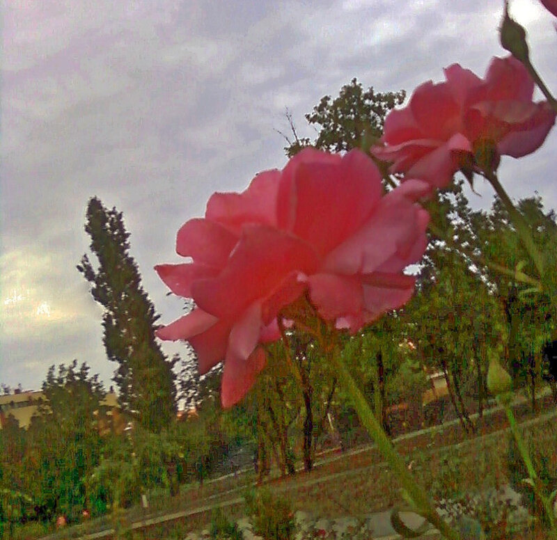 Pink roses in a garden