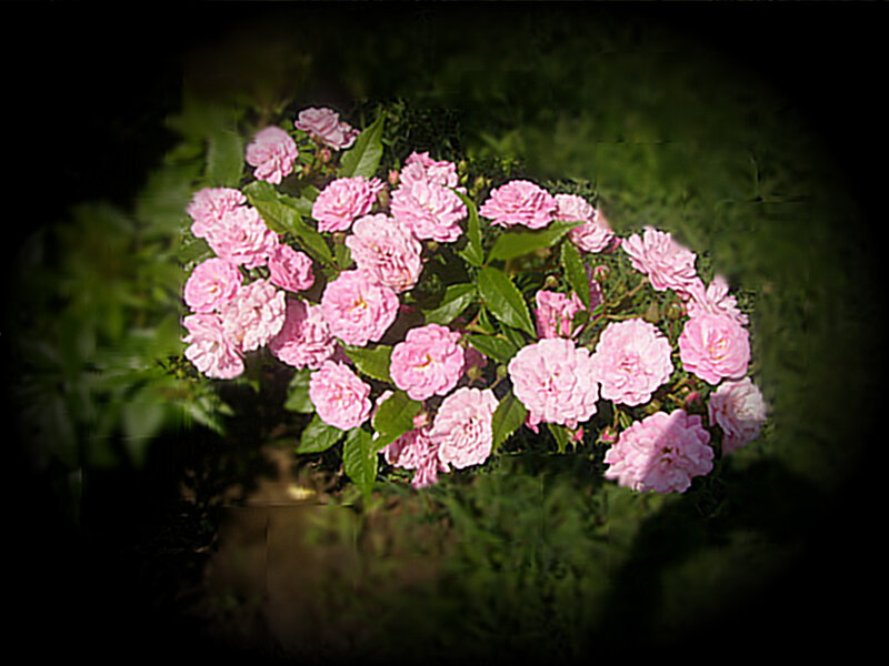 Pink roses in a garden