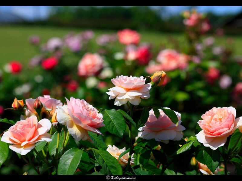 Pink roses in a garden