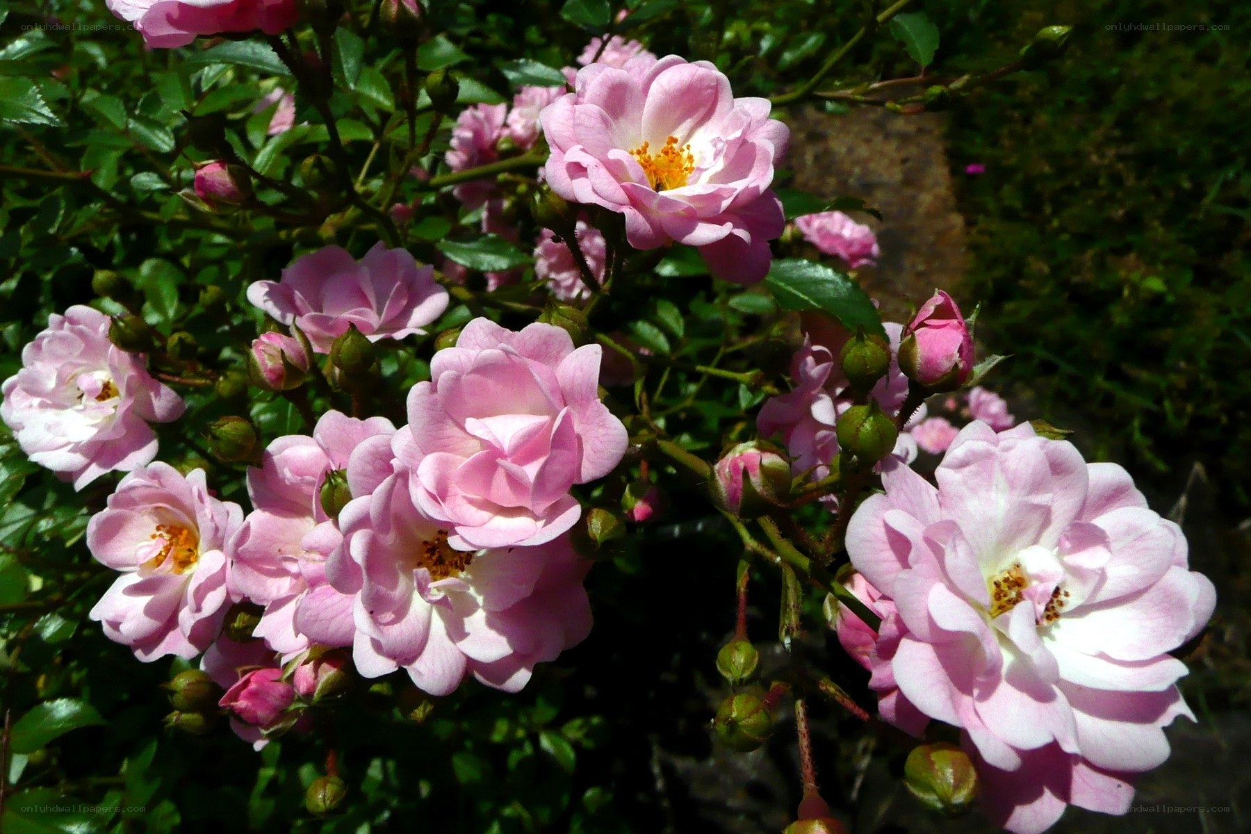 Pink roses in a garden