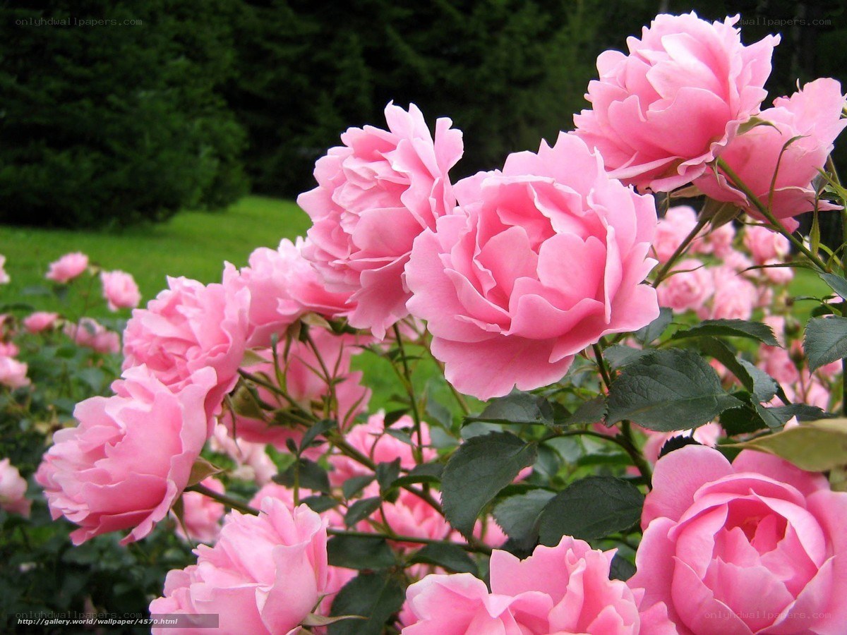 Pink roses in a garden