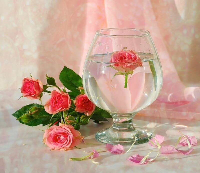 Pink roses in a glass of water