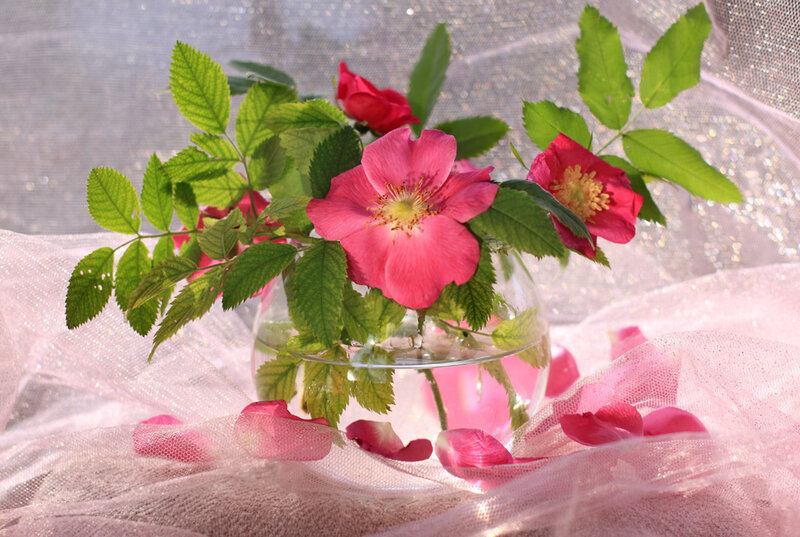 Pink roses in a glass vase